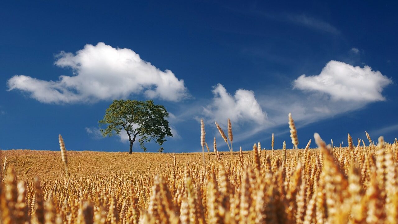 A lone tree stands in a field of arable crops