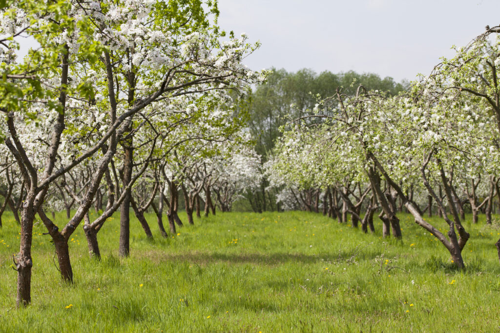 Apple trees growing in a field