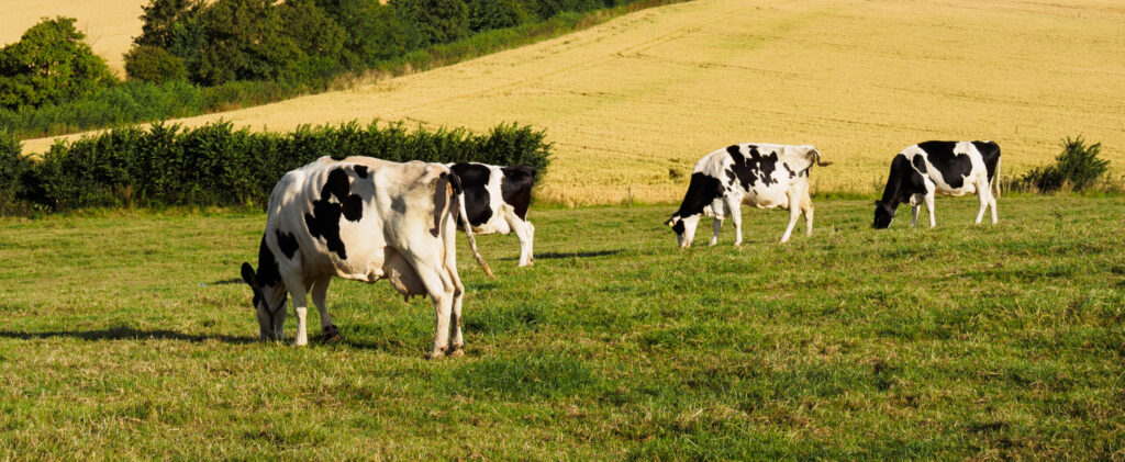 cows grazing in a field