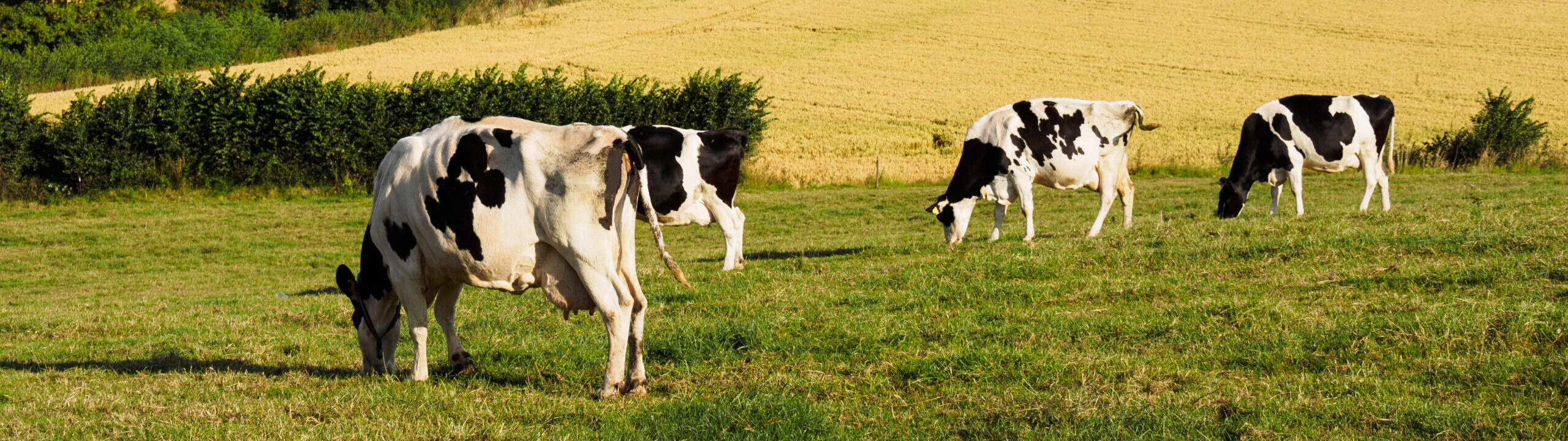 cows grazing in a field