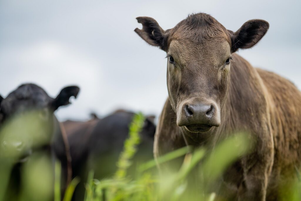 A grey-brown cow in a field staring into the camera.