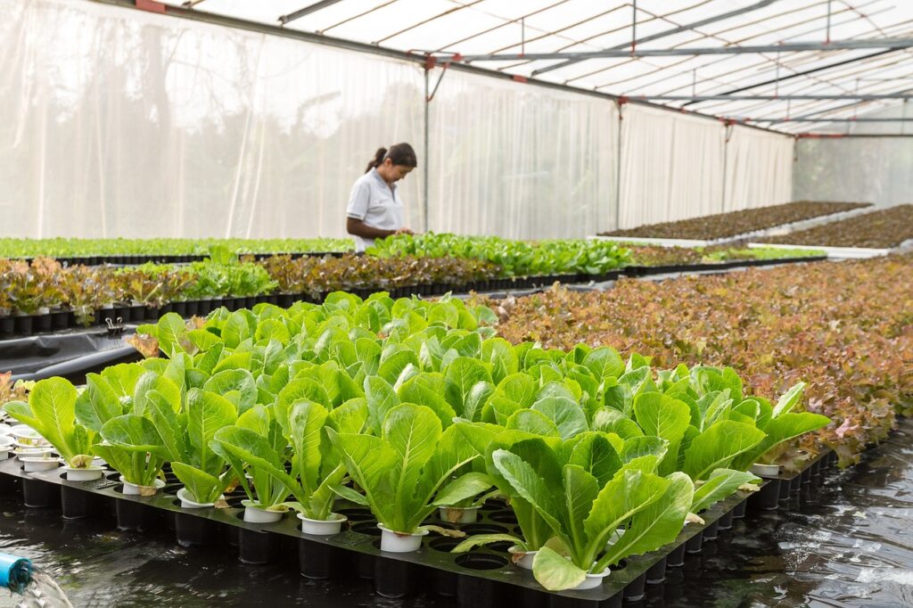 Lettuces growing in a greenhouse