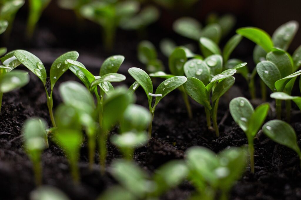 Seedlings growing