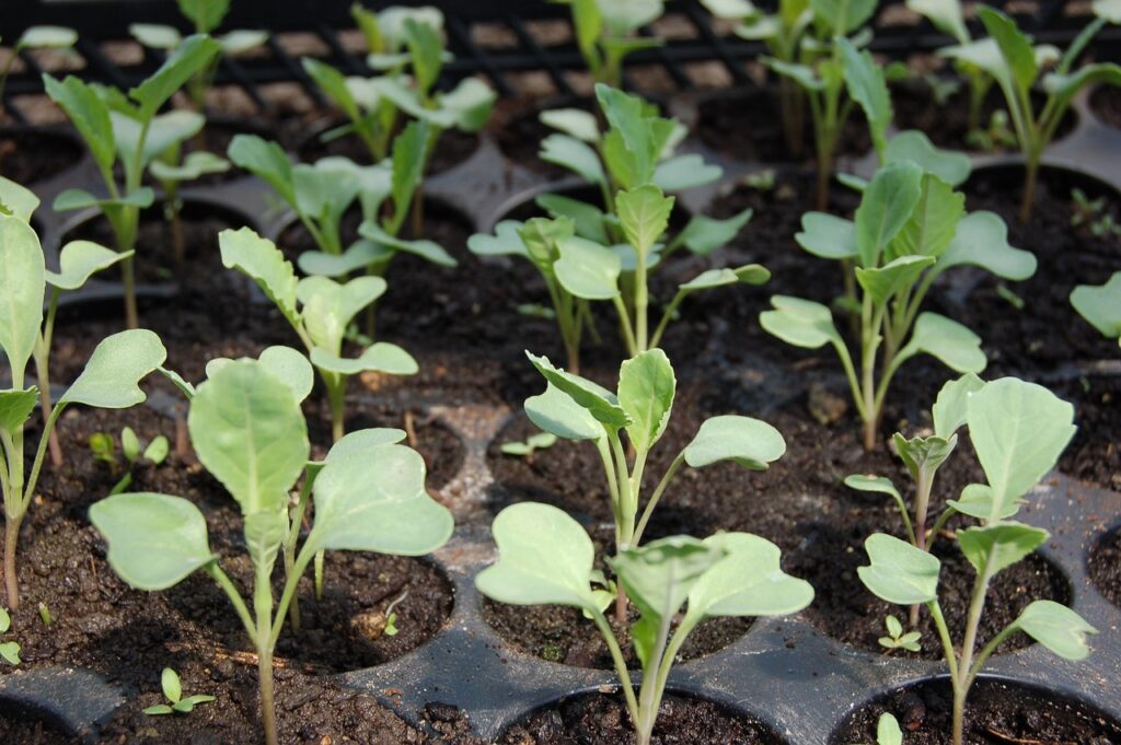 Photograph of cabbage seedlings. Image by Alexey Hulsov from Pixabay