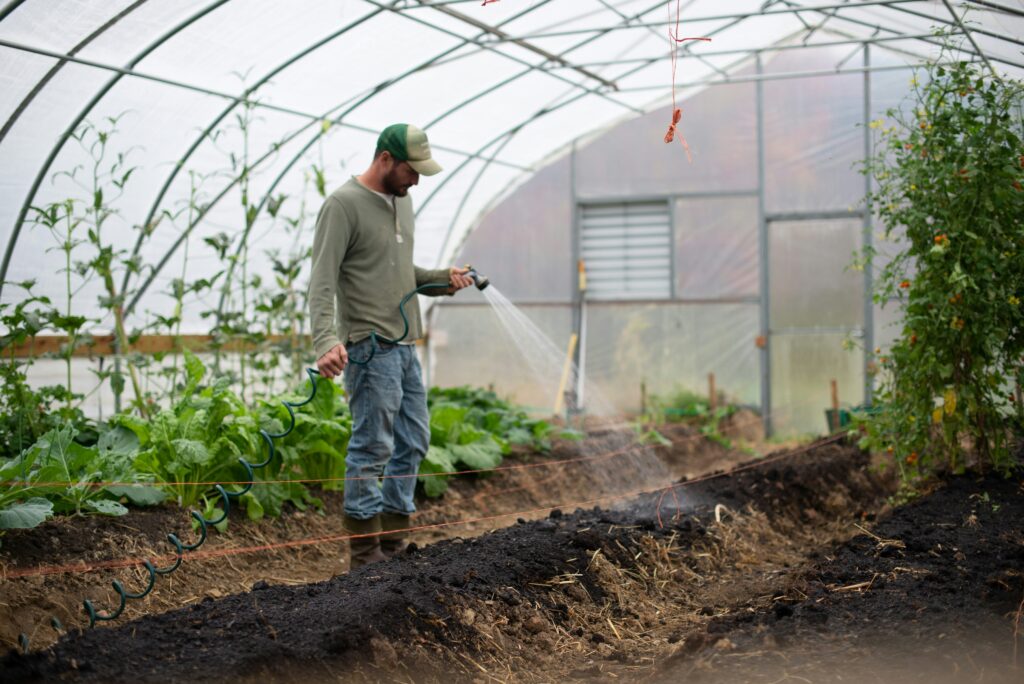 young farmer watering crops in a polytunnel