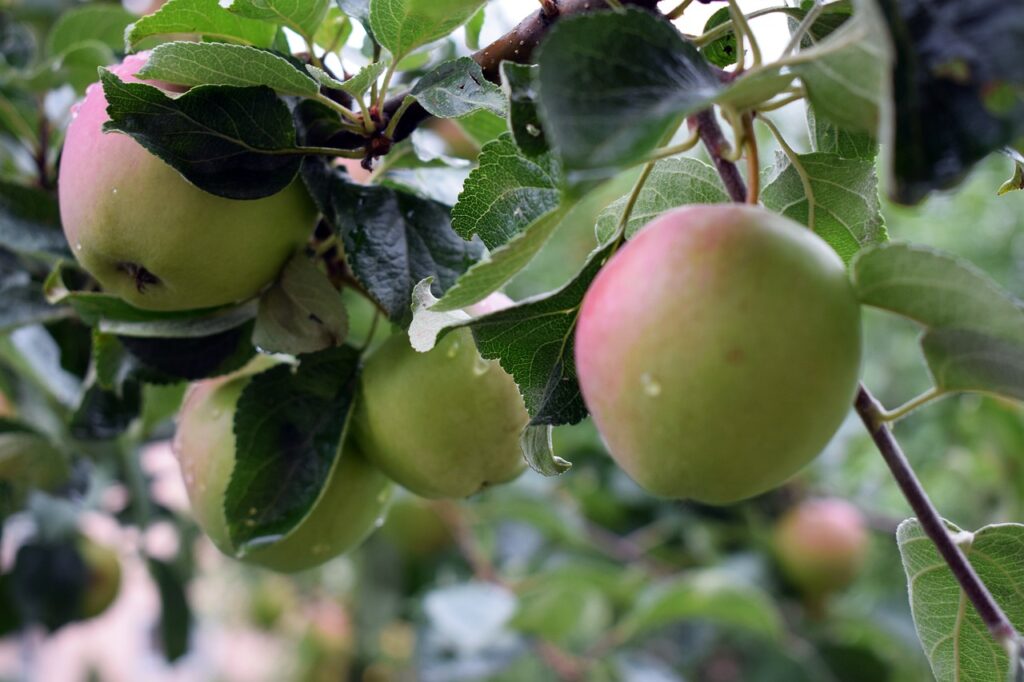 Apples on the branch of a tree.