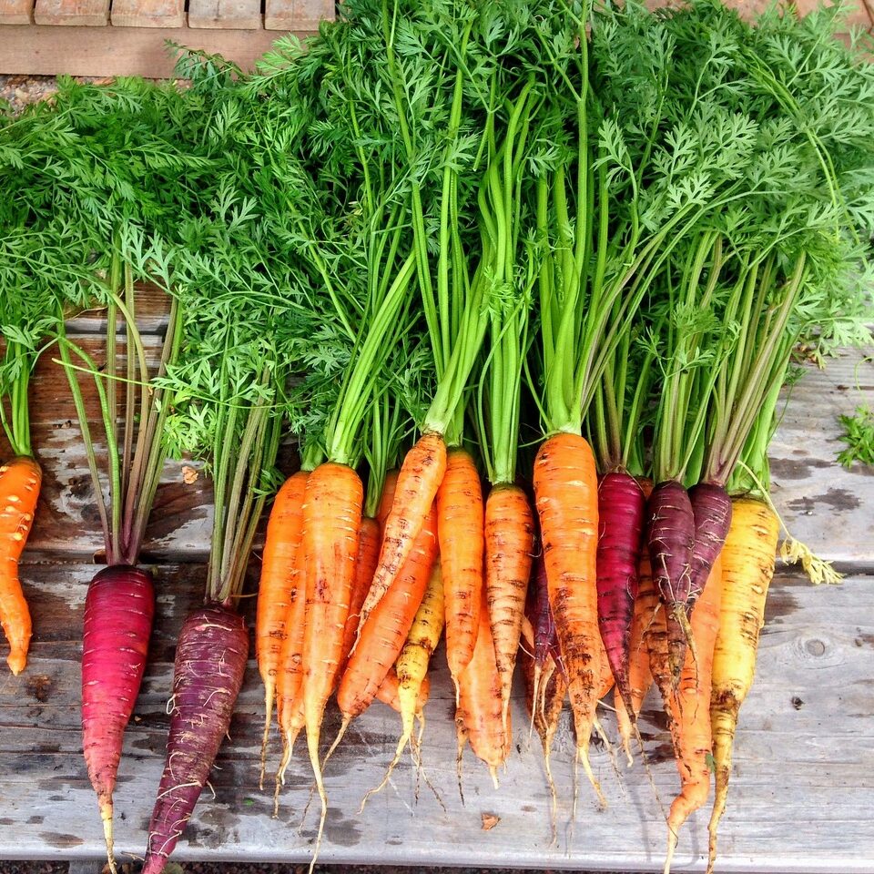 image shows a bunch of purple and orange carrots laid out on a table