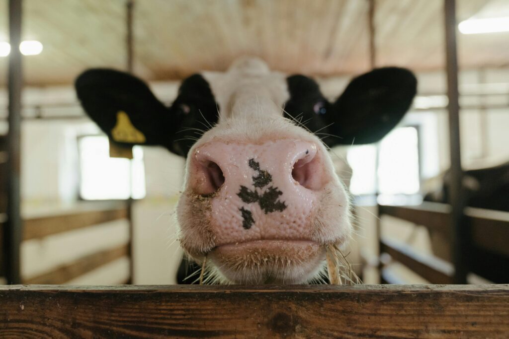 dairy cow