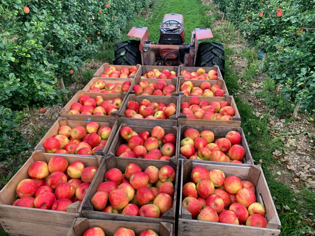 Apples being harvested