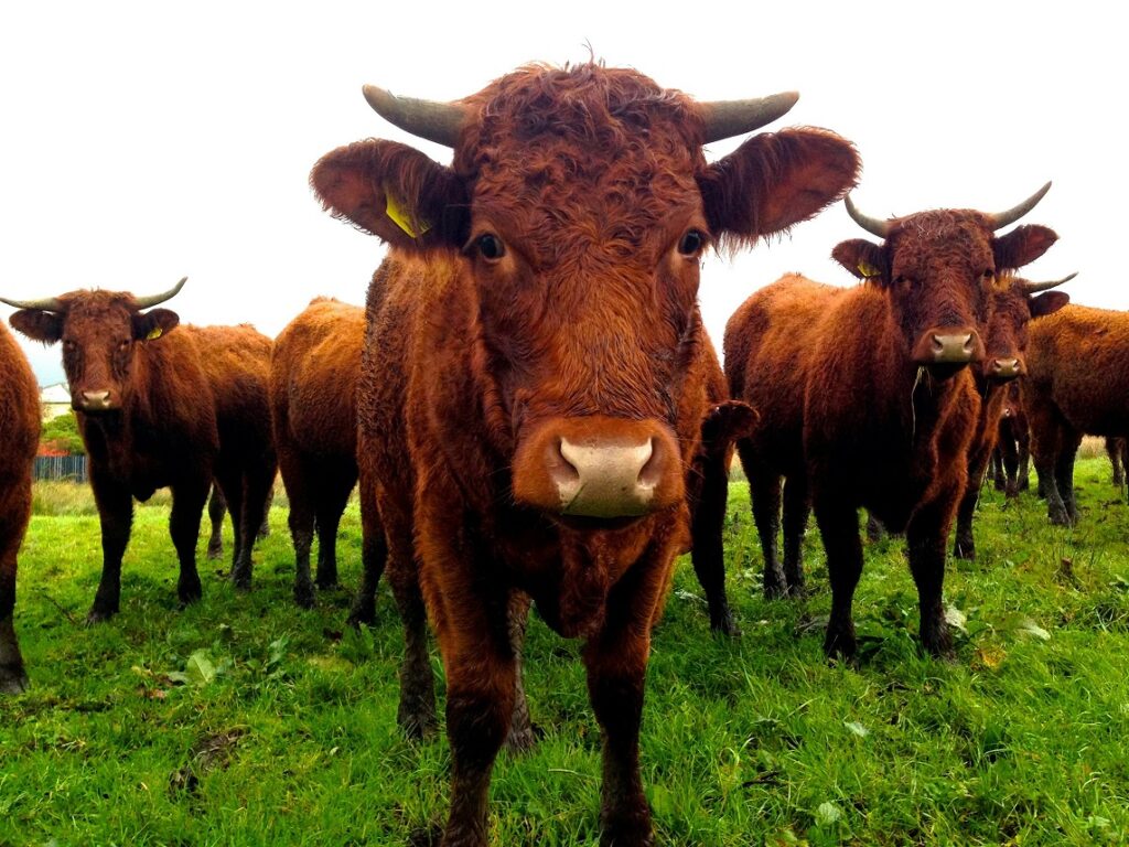 Hey now. Brown cows in a field.