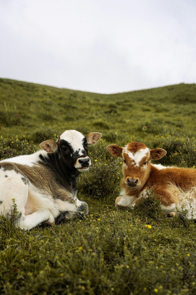 Two cows in a meadow