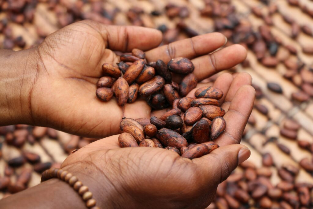 A pair of hands holding some cocoa beans. Photo by Etty Fidele on Unsplash