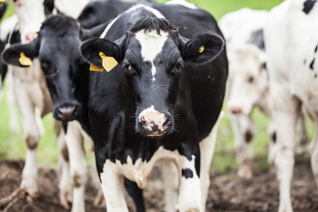 Dairy cow in herd, pic by jenny-hill-qysVTP1OONk-unsplash (1)