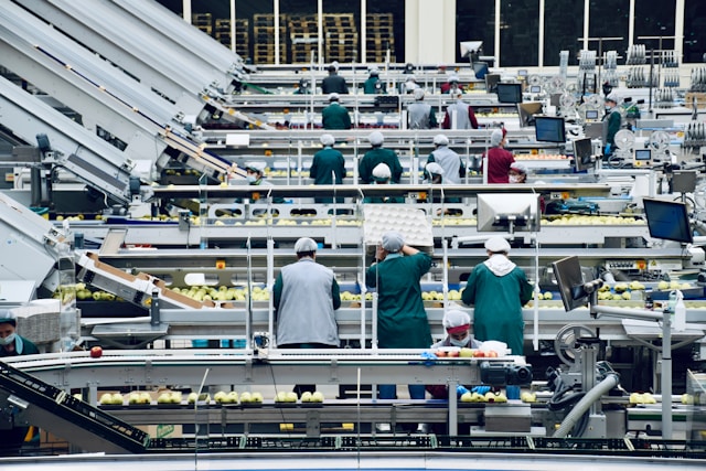 A factory with lots of conveyor belts sorting apples.